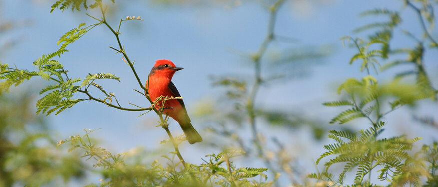 Little red bird on green branch, wide photo.