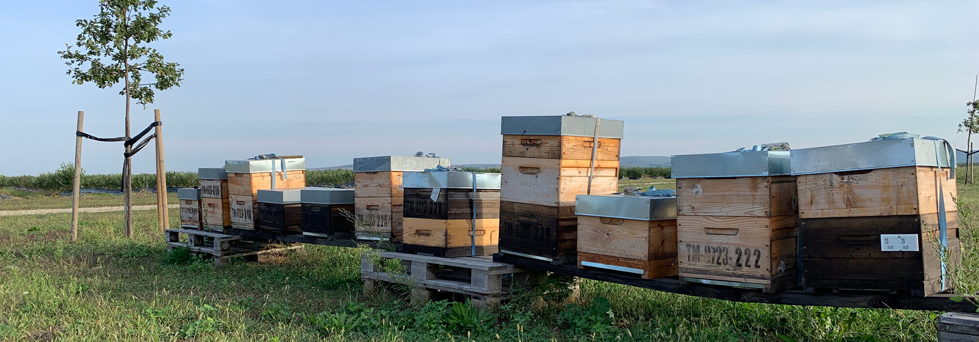 Beehives by blueberries
