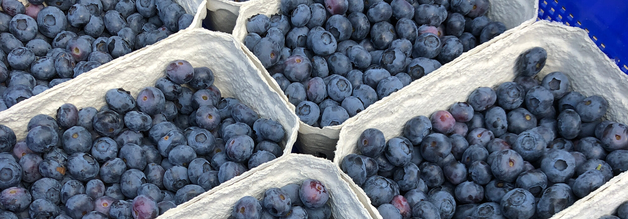Picked blueberries in punnets