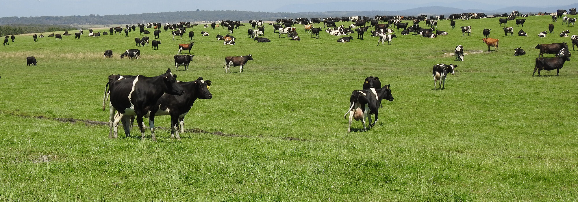 Dairy cows_Tasmania