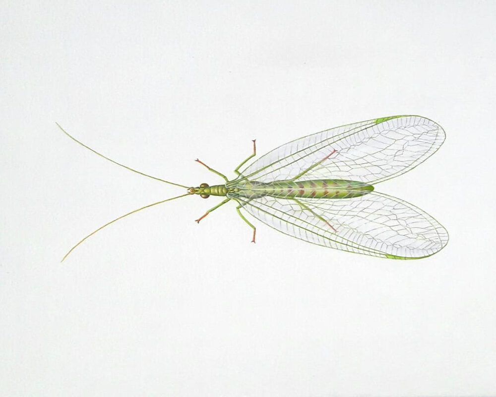 Green lace wing (insect)