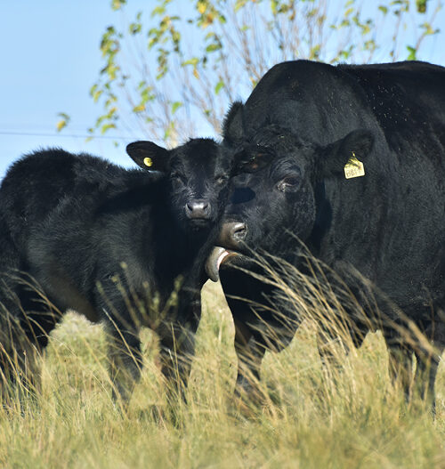 Mamma cow with calf