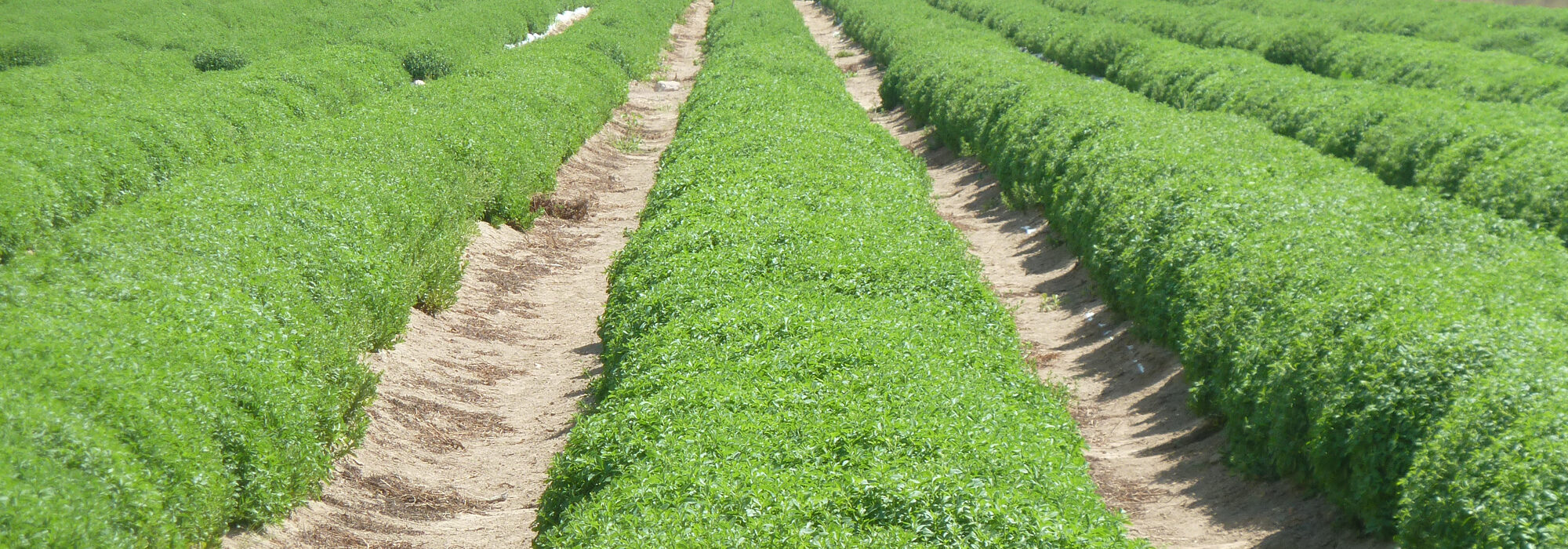 Stevia field, Peru