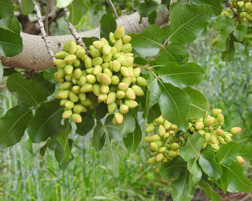 Read more about our pistachios