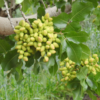 Pistachios