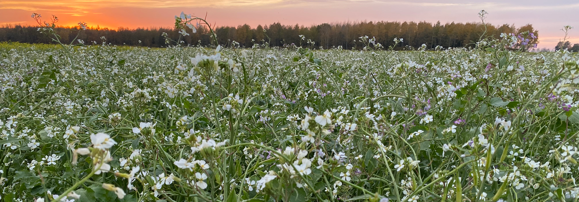 Cover crops in Lithuania