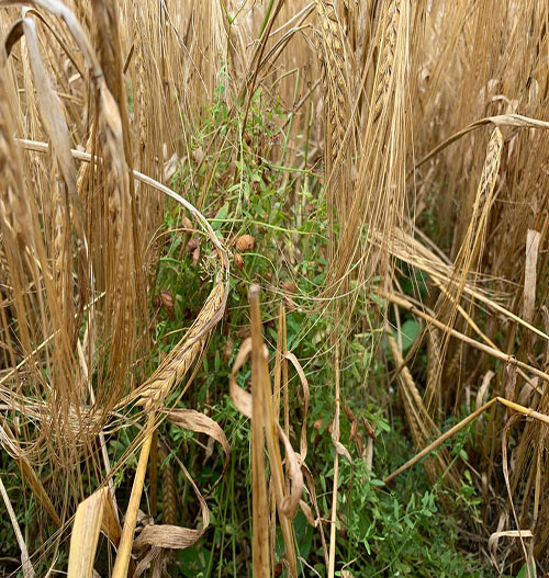 lentil barley companion cropping